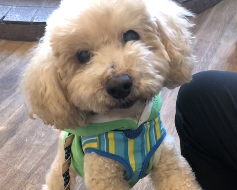 てっちゃん トイプードル オス 17才 小さな命を守る会