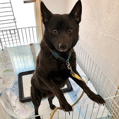 吉之助 甲斐犬 オス 7才 小さな命を守る会 吉之助 甲斐犬 オス 7才 小さな命を守る会
