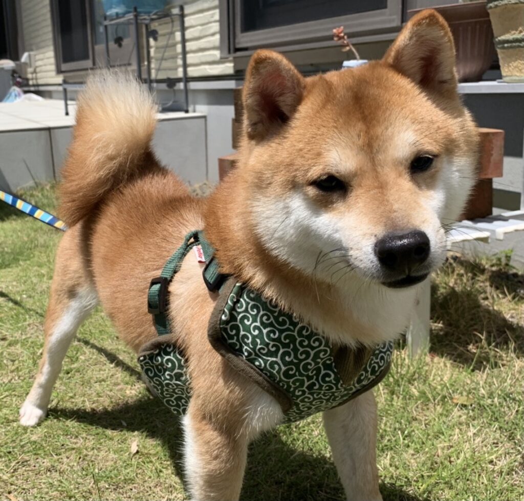 [最も欲しかった] 犬 里親 募集 北海道 815325犬 里親 募集 北海道 Jpirasutotavjib