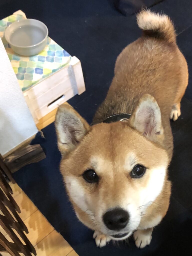 ムサシ 柴 オス 3歳 小さな命を守る会