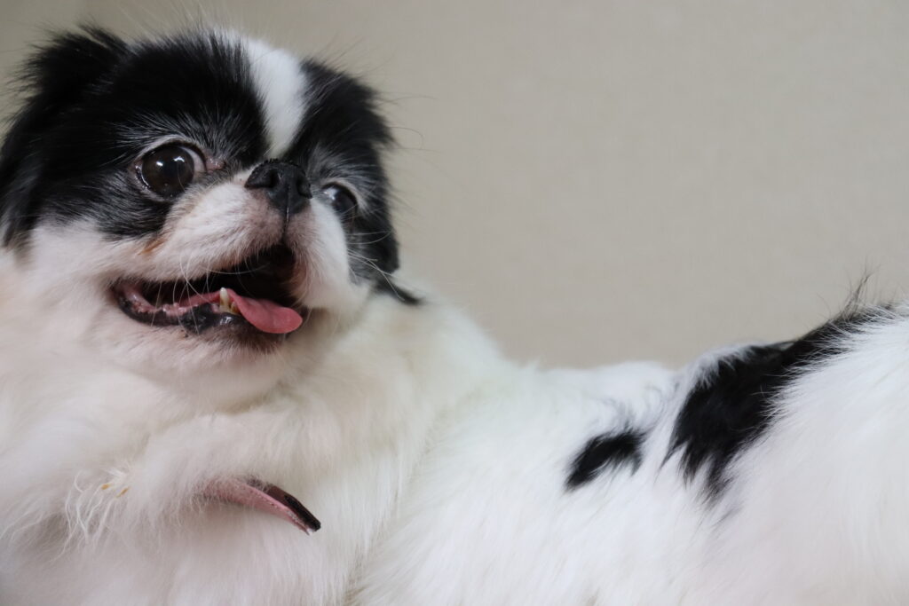 すもも 狆 メス 9才 小さな命を守る会