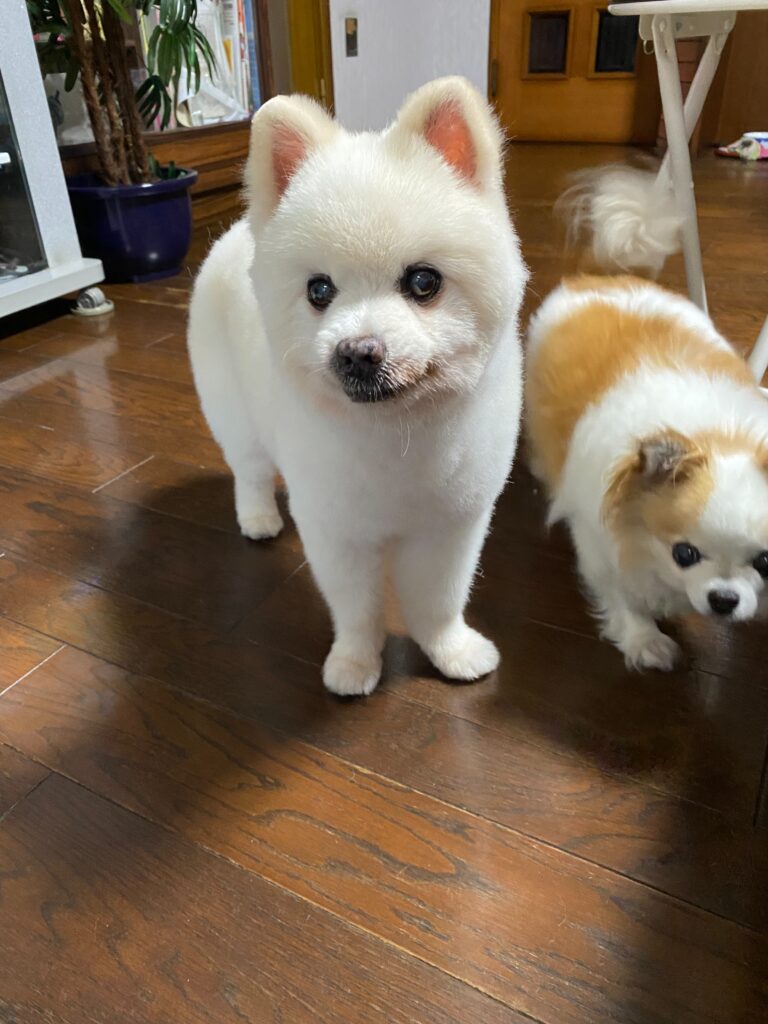 チロ ポメラニアン オス 15歳 小さな命を守る会