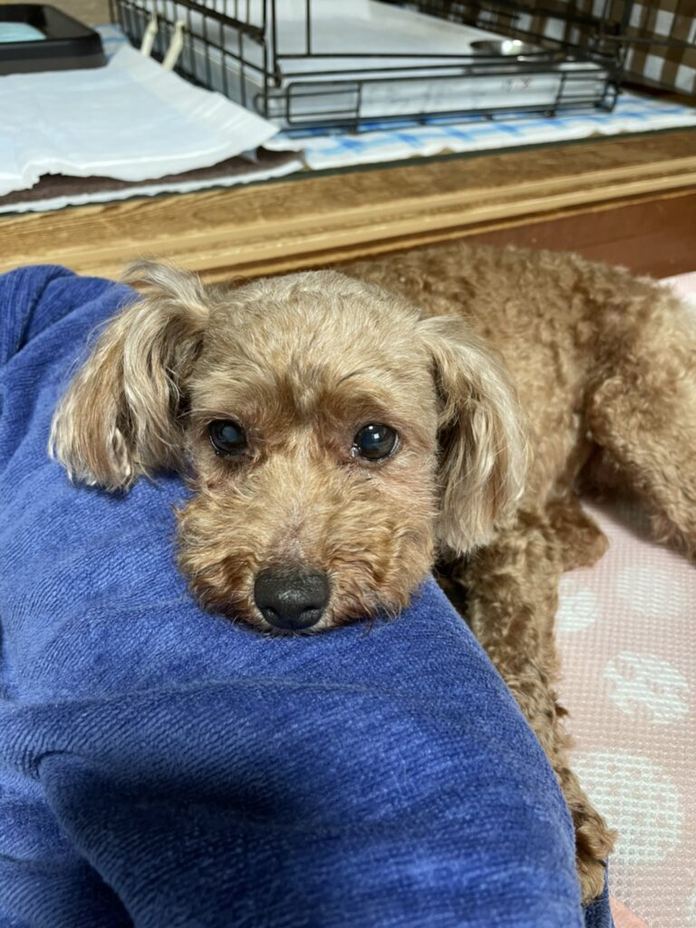 なつ トイプードル メス 5歳 小さな命を守る会