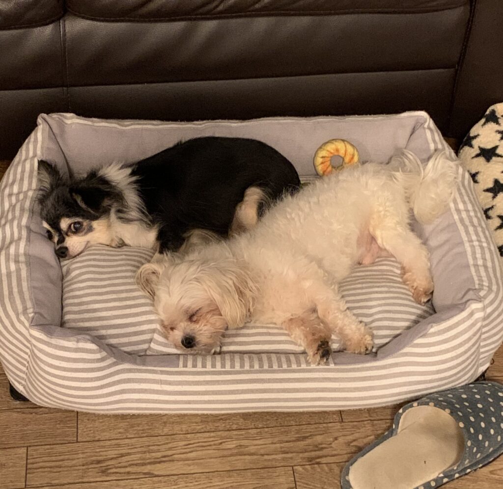 シンシン マルチーズ オス ４歳 小さな命を守る会