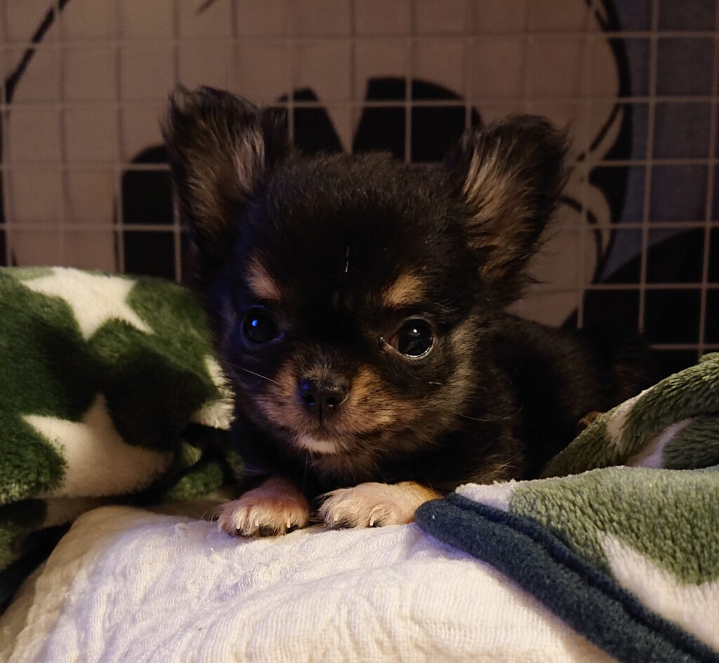 つきみ チワワ 女の子 パピー 小さな命を守る会