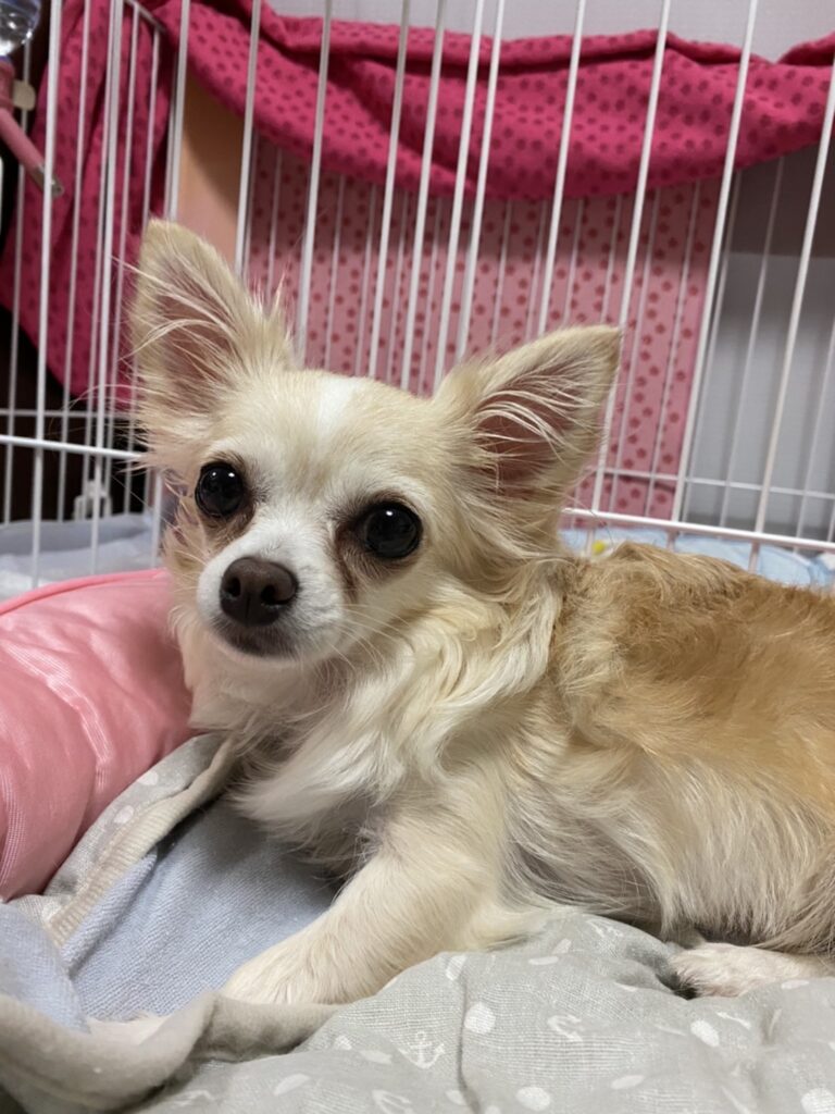 鈴 チワワ メス ５才 小さな命を守る会