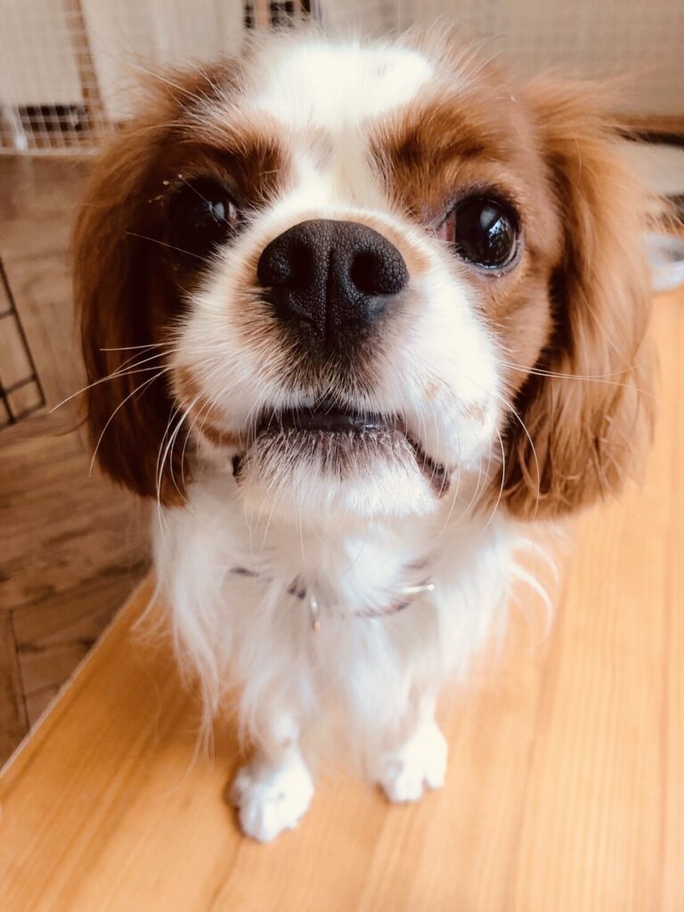 レオ キャバリア オス ２歳 小さな命を守る会