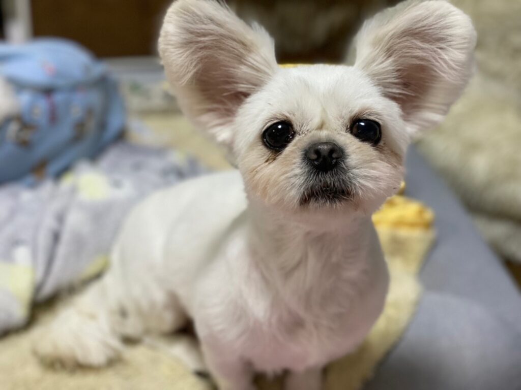 みみこ ペキニーズ チワワmix メス 3歳 小さな命を守る会 みみこ ペキニーズ チワワmix メス 3歳 小さな命を守る会
