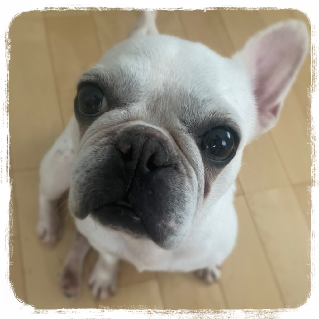 アロハ フレンチブルドック メス 推定6歳 小さな命を守る会