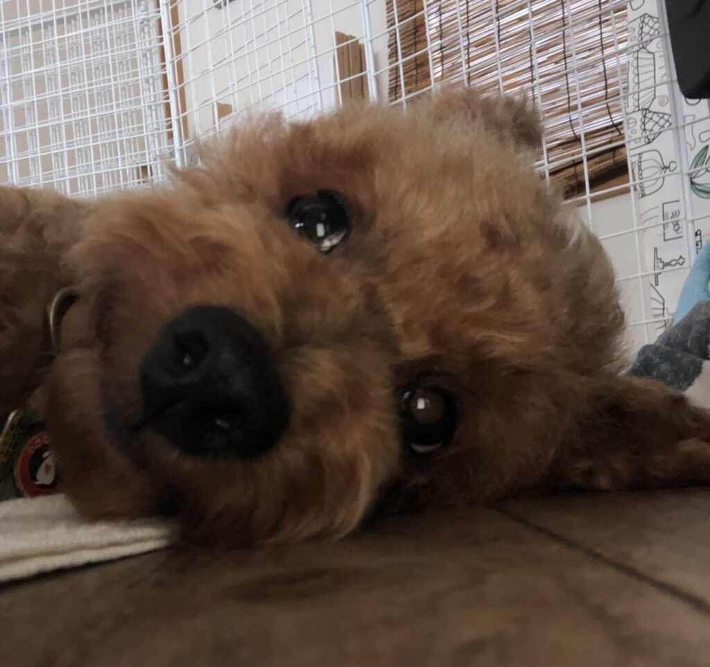 コウタ トイプードル オス 7歳 小さな命を守る会