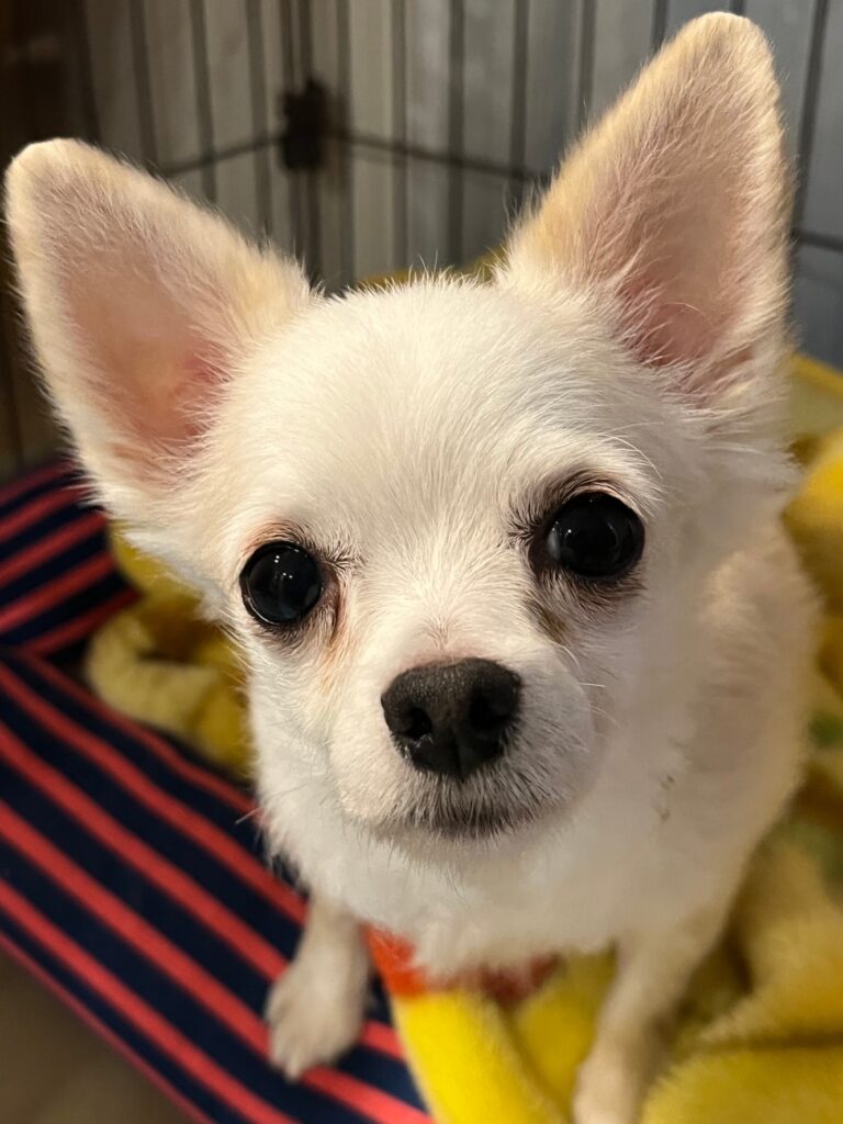 あかり ロングコートチワワ メス 3歳 小さな命を守る会 あかり ロングコートチワワ メス 3歳 小さな命を守る会