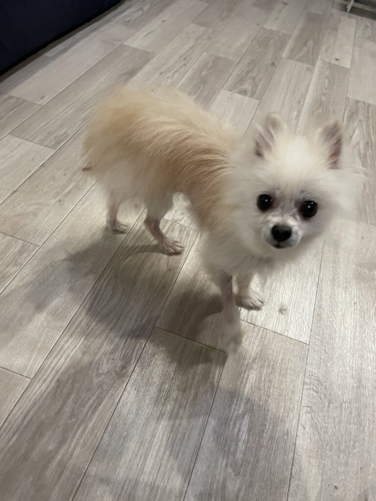 ココ ポメラニアン メス 5歳 小さな命を守る会