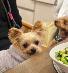 卒業犬 ルーシー 幸せ報告 | 小さな命を守る会