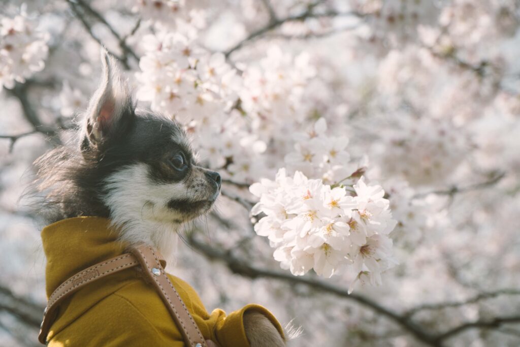 チワワのシオンくん、初めての桜🌸 | 小さな命を守る会